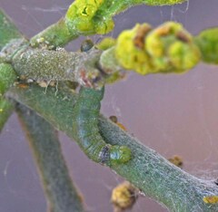 Emarginea percara