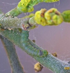 Emarginea percara