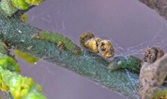 Emarginea percara