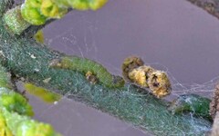 Emarginea percara