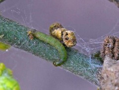 Emarginea percara