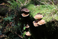 Armillaria novae-zelandiae