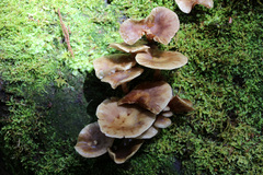 Armillaria novae-zelandiae