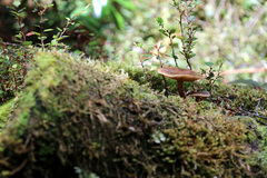 Armillaria novae-zelandiae