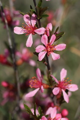Prunus tenella