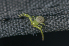 Diaea subdola