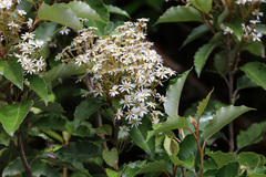 Olearia × macrodonta