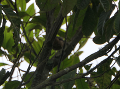 Colluricincla rufogaster