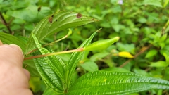 Impatiens platypetala
