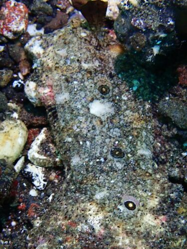 Samariscus triocellatus observed 2022-12-27