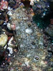 Samariscus triocellatus