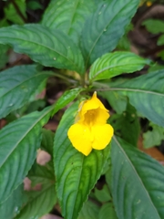 Impatiens pyrrhotricha
