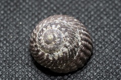Tegula turbinata