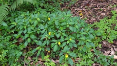 Impatiens pyrrhotricha