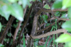 Olearia × macrodonta