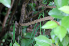 Olearia × macrodonta