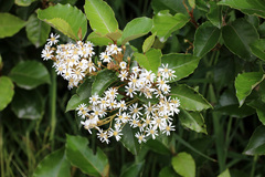 Olearia × macrodonta
