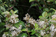 Olearia × macrodonta
