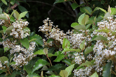 Olearia × macrodonta