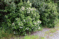 Olearia × macrodonta