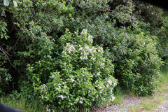 Olearia × macrodonta