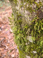 Forsstroemia trichomitria