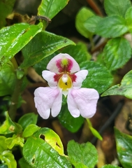 Impatiens sidikalangensis