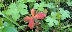 Geranium seemannii