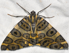 Pantherodes