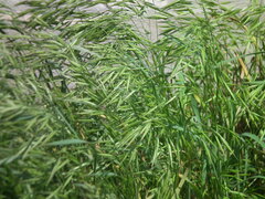 Bromus japonicus