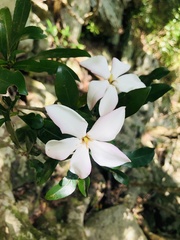 Hyperacanthus amoenus