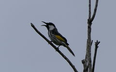 Phylidonyris niger