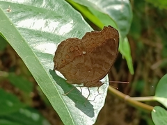 Junonia hedonia ida