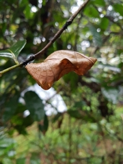 Troides minos