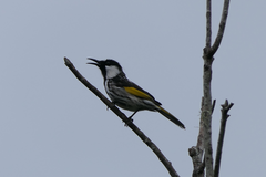 Phylidonyris niger