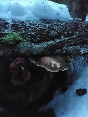 Fomitopsis betulina