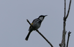 Phylidonyris niger