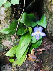 Streptocarpus formosus