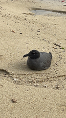 Leucophaeus fuliginosus