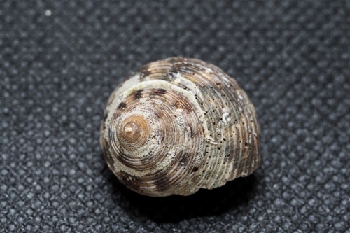 Calliostoma unicum, 2022-12-31