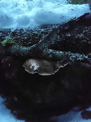 Fomitopsis betulina