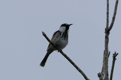 Phylidonyris niger