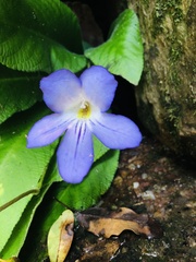 Streptocarpus formosus