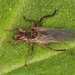 Pigeon Louse Fly - Photo (c) Johan Heyns, some rights reserved (CC BY-NC), uploaded by Johan Heyns