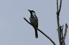 Phylidonyris niger