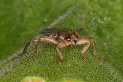 Pseudolynchia canariensis