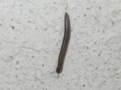 Brachyiulus pusillus