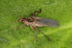 Pseudolynchia canariensis