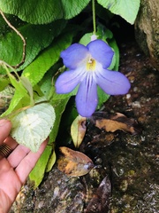 Streptocarpus formosus