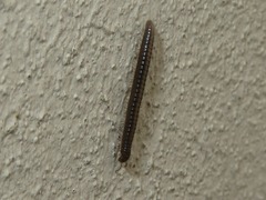 Brachyiulus pusillus